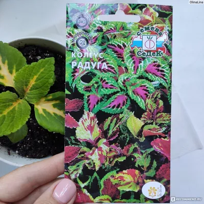 Колеус Русский размер (семена,цветы) купить по цене 197.1 ₽ в  интернет-магазине KazanExpress