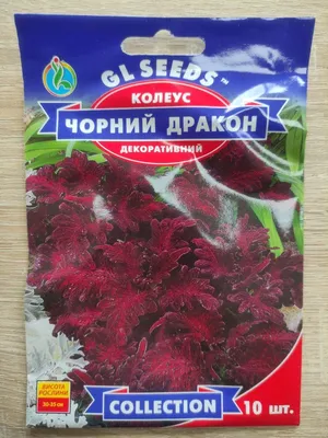 Семена колеуса Черный дракон Gl Seeds, 10 шт (ID#1620419953), цена: 20 ₴,  купить на Prom.ua