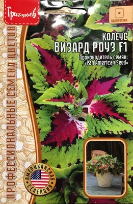 Семена колеуса блюма (смесь), ТМ «СЕМЕНА УКРАИНЫ» - 0,05 грамм купить  недорого в интернет-магазине семян OGOROD.ua