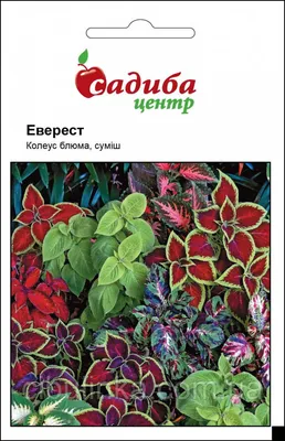 Колеус из семян. Путь от посева до всходов. Биогумус для крепкой и здоровой  рассады - YouTube