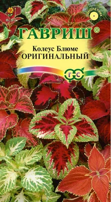 ✓ Семена Колеус Оригинальный, смесь, 0,03г, Гавриш, Цветочная коллекция по  цене 30 руб. ◈ Большой выбор ◈ Купить по всей России ✓ Интернет-магазин  Гавриш ☎ 8-495-902-77-18