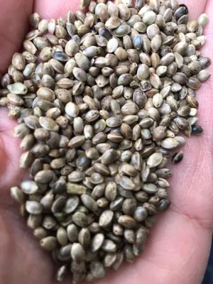 Семена конопли Оргтиум очищенные (ядра) 100 г купить в интернет-магазине  5lb с доставкой по Москве