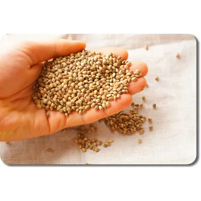 Купить оптом очищенные семена конопли на прямую от производителя Транскэроб