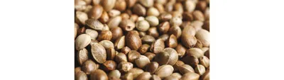 Семена конопли 150 г (Green Hamp Seeds) Компас Здоровья 10031562 купить в  интернет-магазине Wildberries