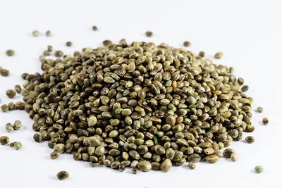 Семена конопли или марихуаны Стоковое Изображение - изображение  насчитывающей аэролак, группа: 170691479