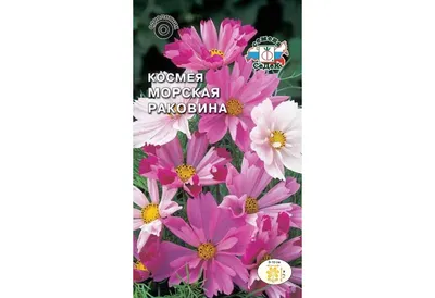 Купить семена: Космея Махровый гигант пурпурный - цены,фото,отзывы |  Green-Club.com.ua