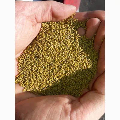 Семена козлятника МосАгроГрупп 1 кг МАС000008 (арт. 19868626) — купить с  доставкой