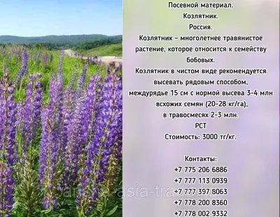 Семена Козлятника 1 кг Мосагрогрупп — купить в интернет-магазине по низкой  цене на Яндекс Маркете