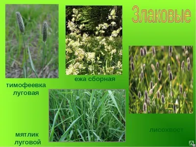 Школа Ольги Данилюк - КОЗЛЯТНИК 🌱 Галега лекарственная или знаменитый  козлятник. Чудо-трава, известная, в основном, как трава от диабета. И когда  я однажды увидела в магазине его семена, я, безусловно, не смогла