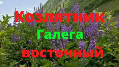 Зеленый уголок Семена Козлятник 0,5 кг