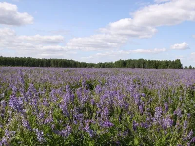 🌱 Козлятник по цене от 408 руб: семена - купить в Москве с доставкой -  интернет-магазин Все Сорта