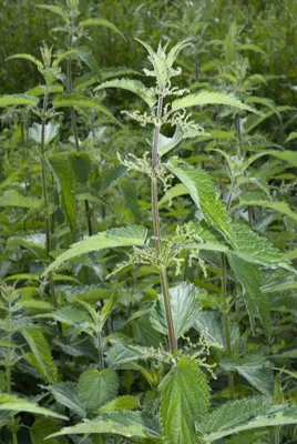 Крапива двудомная (Urtica dioica) ⋆ Сорные растения