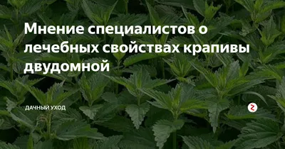 Мнение специалистов о лечебных свойствах крапивы двудомной | Дачный уход |  Дзен