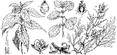 Семейство крапивные (Urticaceae) (И. А. Грудзинская) [1980 - - Жизнь  растений. Том 5. Часть 1. Цветковые растения]