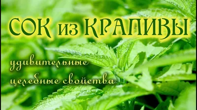 Крапивы двудомной лист. Сбор 2023 в интернет-магазине Ярмарка Мастеров по  цене 2.5 ₽ – POMHIRU | Травы, Москва - доставка по России