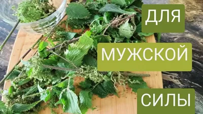 Крапива двудомная (Urtica dioica) ⋆ Сорные растения