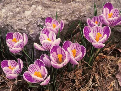 Купить Шафран посевной луковицы 1 кг (Crocus sativus) шафрановый крокус  осенний семена морозостойкий для специи в Украине