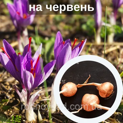 Купить Шафран посевной луковицы120 шт (Crocus sativus) шафрановый крокус  осенний семена морозостойкий для специи в Украине