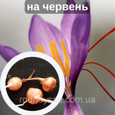 Шафран посевной луковицы 60 штук (шафрановый крокус семена) Crocus sativus  + инструкция + подарок - Другие семена, саженцы и посевные материалы  Бердянск на SELO.ua