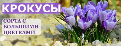 ТОП-8 самых больших! Выбираем лучшие сорта крупноцветковых крокусов