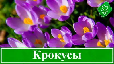 Цветы крокусы – посадка и уход в саду, выращивание крокусов – когда  выкапывать и сажать - YouTube