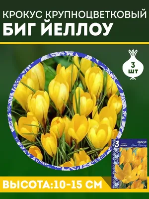 Ваше хозяйство Луковичные семена Крокус крупноцветковый Биг Йеллоу 3 шт