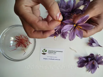 Шафран посевной луковицы 60 штук (шафрановый крокус семена) Crocus sativus  + инструкция + подарок - Другие семена, саженцы и посевные материалы  Бердянск на SELO.ua