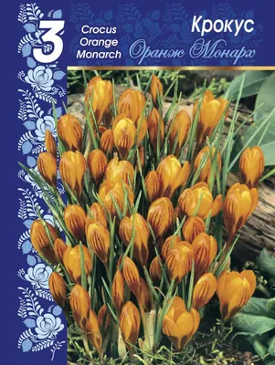 Крокусы Ботанические луковицы купить | Интернет магазин луковичных цветов  «Агросемфонд»