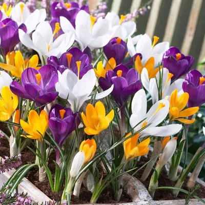 Купить крокус крупноцветковый смесь (crocus vernus mixed), 10 шт (разбор  9/10) по цене 320 руб. в интернет магазине \"Первые Семена\"