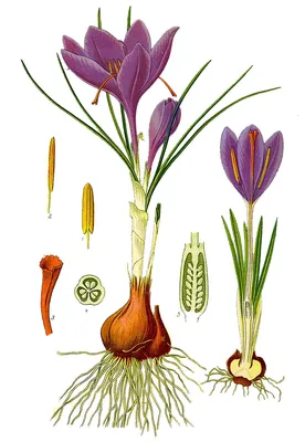 Крокус весенний (лат. Crocus vernus)