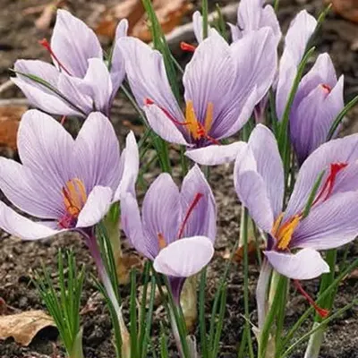 Крокус осенний Crocus Sativus 10 шт/уп. купить за 250 р. в садовом центре  АСТ Медовое