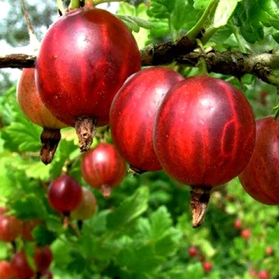 Купить SAFLAX - Капский крыжовник / Перуанская вишня - 100 семян - Physalis  peruviana | Joom