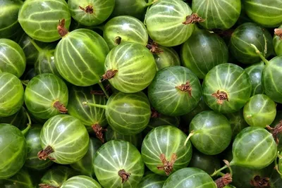 Бесшипный крыжовник: самые вкусные сорта - полезные статьи о садоводстве от  Agro-Market24