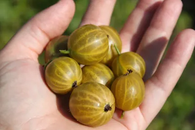 Барбадосский крыжовник - Pereskia aculeata семена 2 шт (ID#1631920494),  цена: 150 ₴, купить на Prom.ua