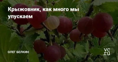 Крыжовник - купить за 163.00 грн, доставка по Киеву и Украине, низкая цена  | Интернет-рынок продуктов FreshMart
