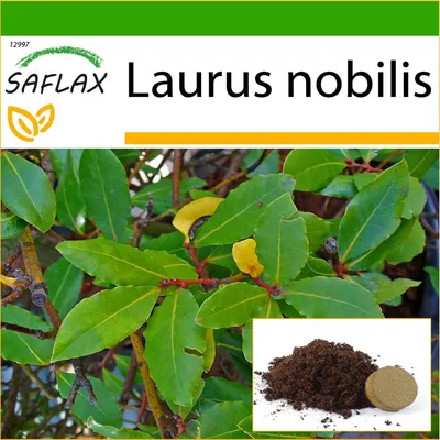 Купить SAFLAX - Лавровое дерево - 6 семян - С субстратом для лучшего  выращивания - Laurus nobilis | Joom