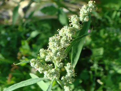 Киноа Белая / Квиноа / Quinoa / Лебеда / Крупа, высший сорт