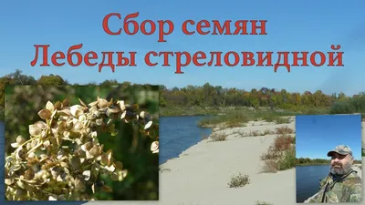 Семена Лебеда садовая \"Фиолетовая\", цветы купить по цене 59 ₽ в  интернет-магазине KazanExpress