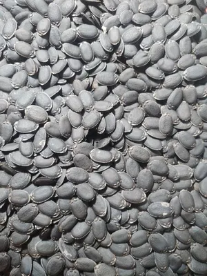 Семена люффы купить в Самарканд