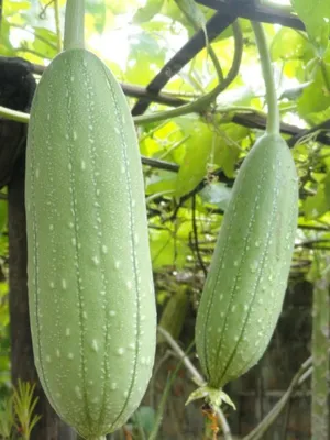 Семена люффы (кабачок-мочалка) 5 семян OGOROD – отзывы покупателей | ROZETKA