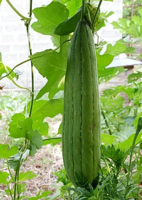 Семена Люффа цилиндрическая Гавриш - «Мочалка из Люффы, не выходя из дома.  Отличное растение для садового и балконного выращивания! » | отзывы
