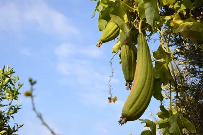 Купить Люфа семена (20 шт) (Luffa aegyptiaca) кабачок губка тыква мочалка  вьетнамская люфа египетский оргурец в Украине