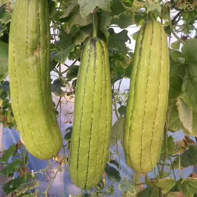 Люффа - вкусная, пока не превратится в старую мочалку - Good Harvest |  Семена | Удобрения | Средства защиты растений