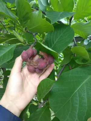 Купить Магнолия Суланжа семена (10 шт) (Magnolia soulangeana) розовая  морозостойкая + инструкции + подарок в Украине