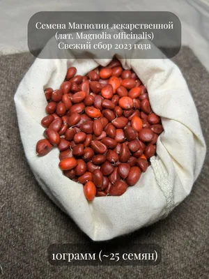 Семена магнолии стоковое изображение. изображение насчитывающей экзотическо  - 166707565