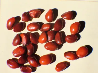 Семена магнолии суланжа: цена 55 грн - купить Семена на ИЗИ | Киев