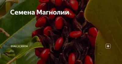 Магнолия обратнояйцевидная семена 10 шт (Magnolia obovata) для саженцеНет в  наличии ✔️ 50 грн. ᐉ Саженцы цветущих и лиственных кустарников в Бердянске  на BON.ua 77276491