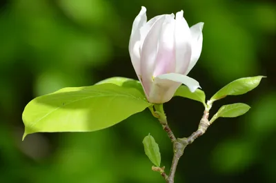 Магнолия Лебнера семена (10 шт) (Magnolia Loebneri) розовая морозостойкая  (ID#1504190266), цена: 50 ₴, купить на Prom.ua