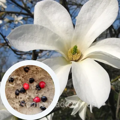 Фрукты И Семена Магнолии Grandiflora — стоковые фотографии и другие  картинки Magnoliaceae - Magnoliaceae, Без людей, Горизонтальный - iStock