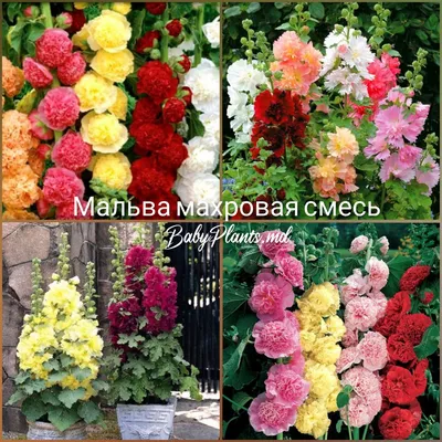 Семена цветов мальвы \"Розовые кружева\" купить по цене 49 ₽ в  интернет-магазине KazanExpress